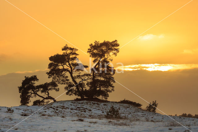 Grove den (Pinus sylvestris)