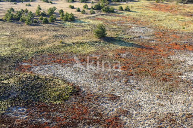 Grove den (Pinus sylvestris)