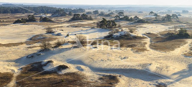 Grove den (Pinus sylvestris)