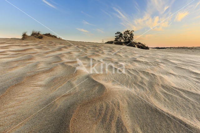 Scots Pine (Pinus sylvestris)