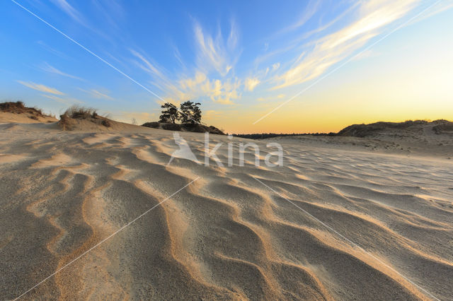 Scots Pine (Pinus sylvestris)