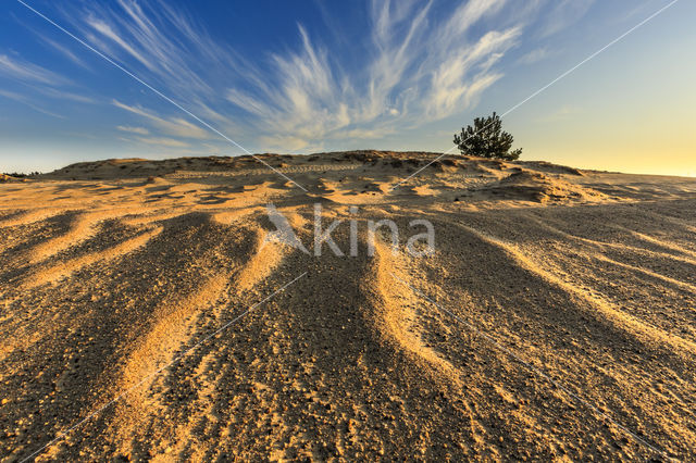 Grove den (Pinus sylvestris)