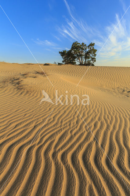 Grove den (Pinus sylvestris)