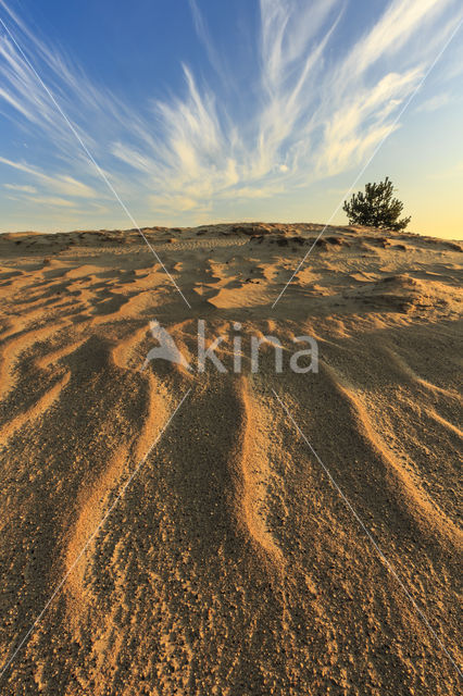 Scots Pine (Pinus sylvestris)