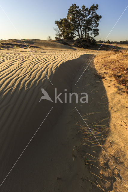 Grove den (Pinus sylvestris)