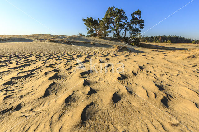 Grove den (Pinus sylvestris)