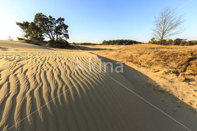 Grove den (Pinus sylvestris)