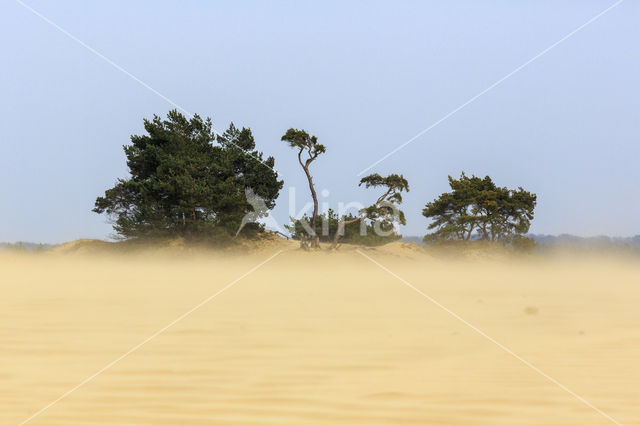 Scots Pine (Pinus sylvestris)