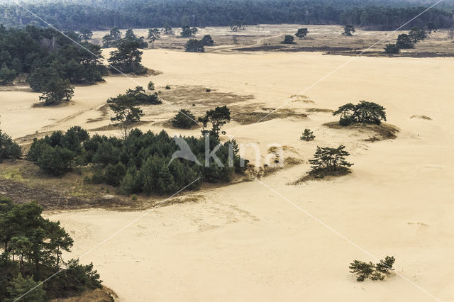 Grove den (Pinus sylvestris)