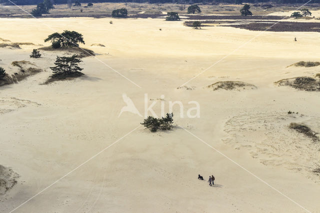 Scots Pine (Pinus sylvestris)