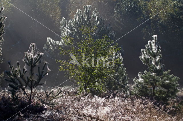 Grove den (Pinus sylvestris)