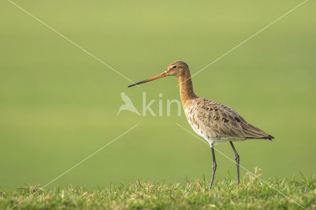 Grutto (Limosa limosa)