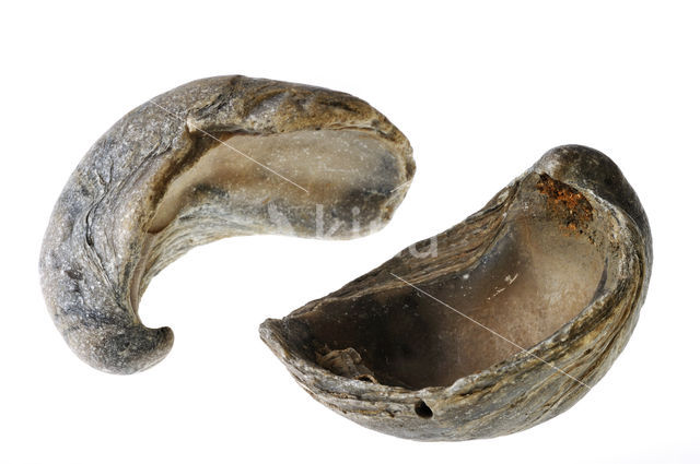 Devil's toenail (Gryphaea dilatata)