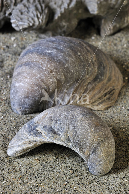 Devil's toenail (Gryphaea dilatata)