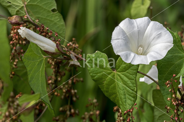 Hedge Bindweed (Convolvulus sepium)