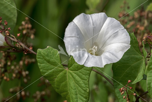 Hedge Bindweed (Convolvulus sepium)