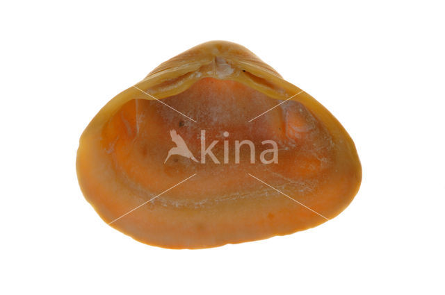 Cut Trough-shell (Spisula subtruncata)