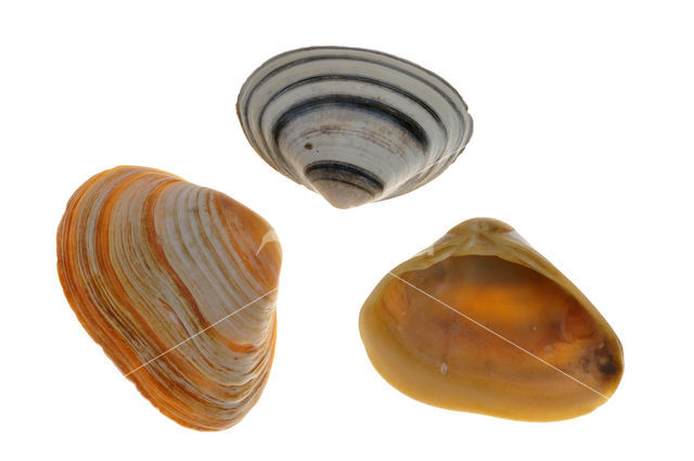 Cut Trough-shell (Spisula subtruncata)