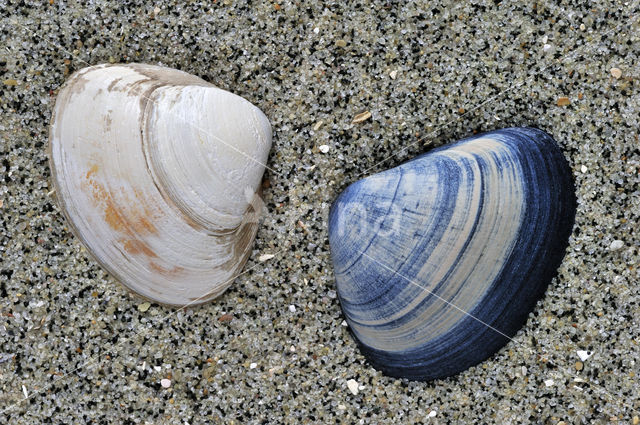 Halfgeknotte strandschelp (Spisula subtruncata)