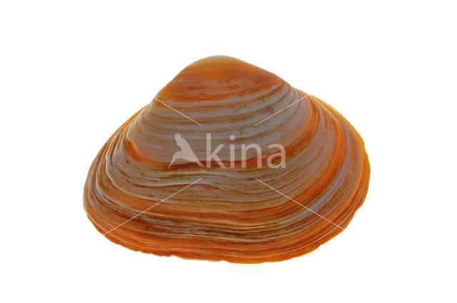 Cut Trough-shell (Spisula subtruncata)