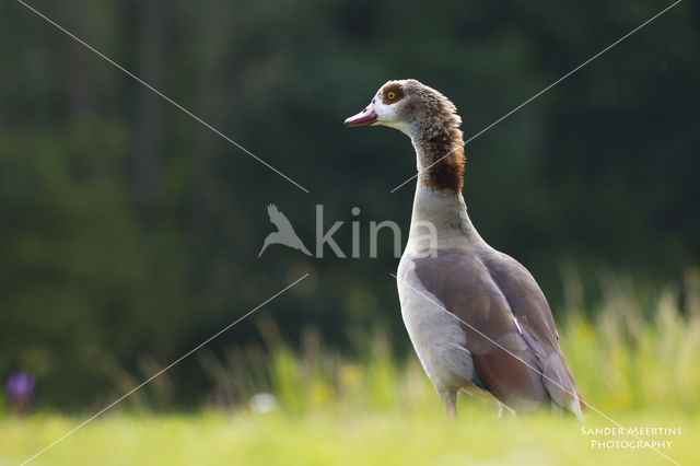 Halsbandparkiet (Psittacula krameri)