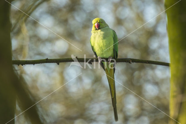 Rose-ringed Parakeet (Psittacula krameri)