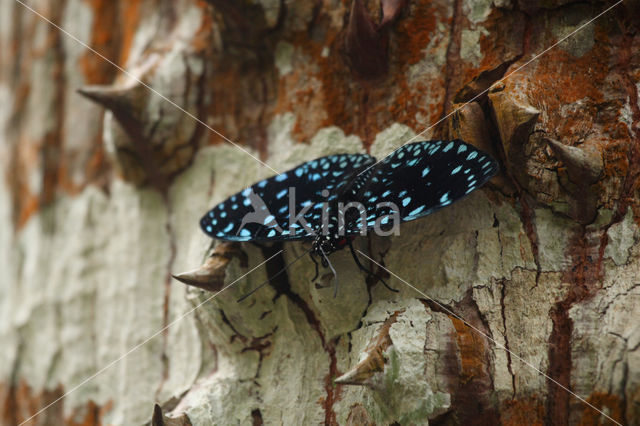 Black Cracker   (Hamadryas laodamia)