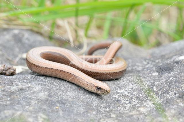 Hazelworm (Anguis fragilis)