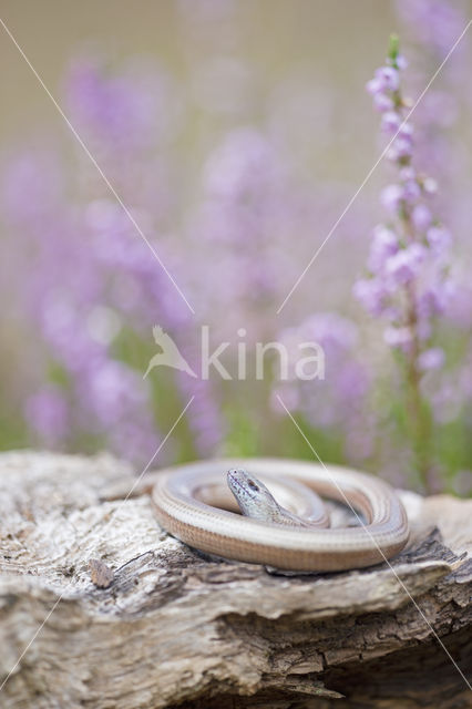 Hazelworm (Anguis fragilis)