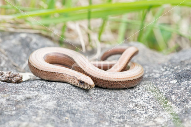 Hazelworm (Anguis fragilis)