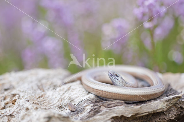 Hazelworm (Anguis fragilis)