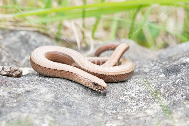 Hazelworm (Anguis fragilis)