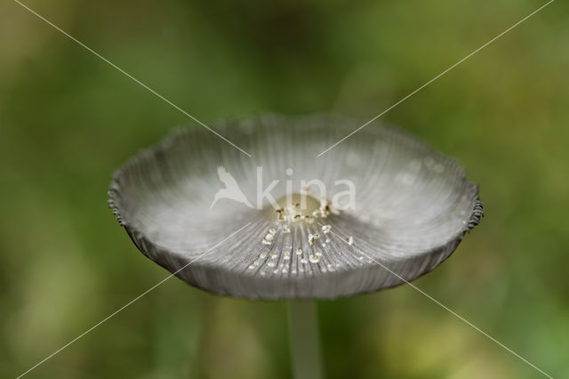 Hazenpootje (Coprinus lagopus)