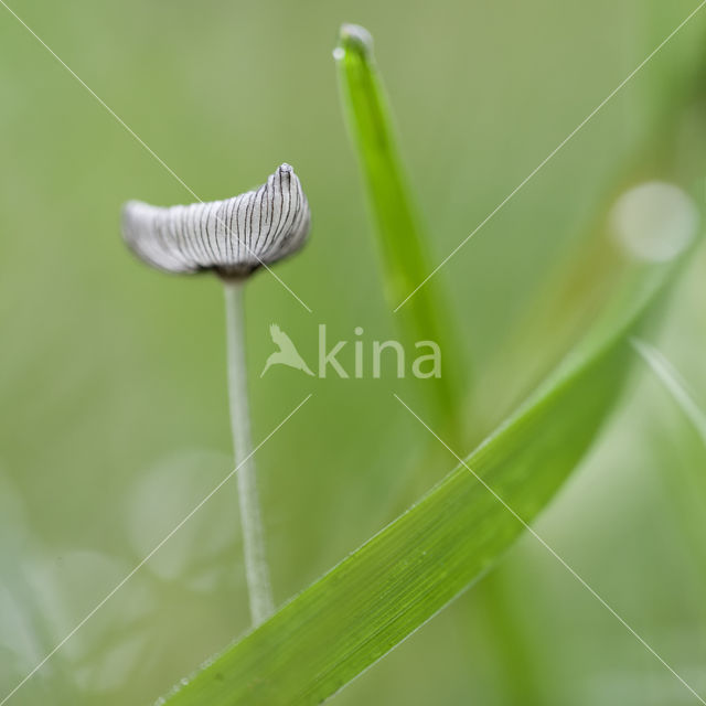 Hazenpootje (Coprinus lagopus)