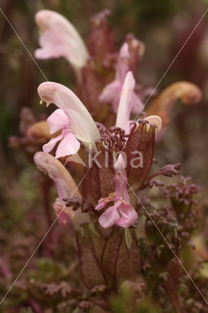 Heidekartelblad (Pedicularis sylvatica)