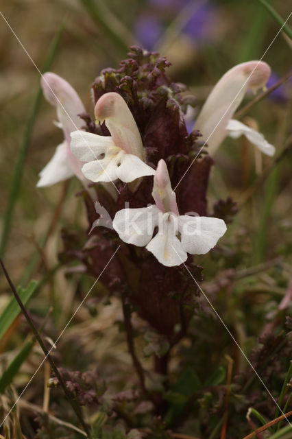 Heidekartelblad (Pedicularis sylvatica)