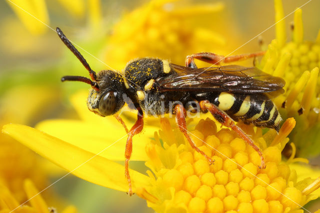 Heidewespbij (Nomada rufipes)