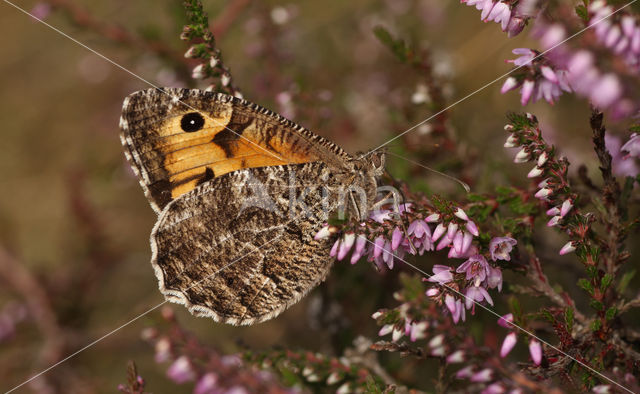 Heivlinder (Hipparchia semele)