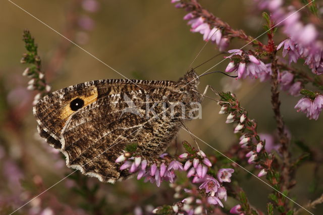 Grayling (Hipparchia semele)