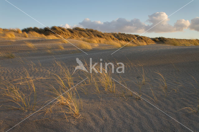 Marram (Ammophila arenaria)