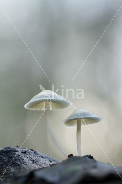 Helmmycena (Mycena galericulata)