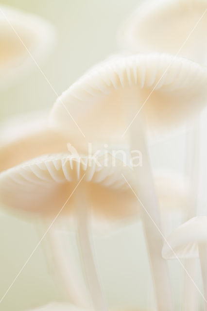 common bonnet (Mycena galericulata)