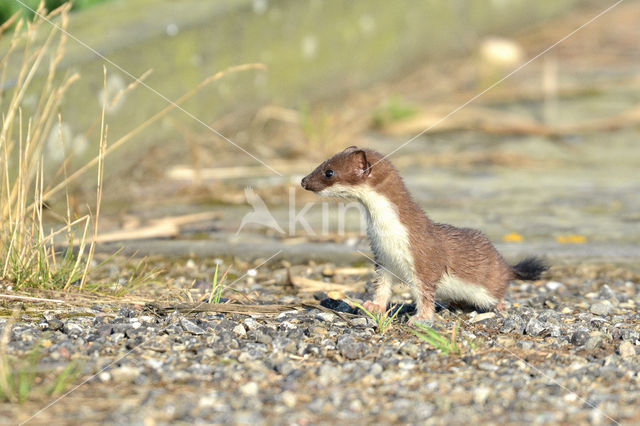 Hermelijn (Mustela erminea)