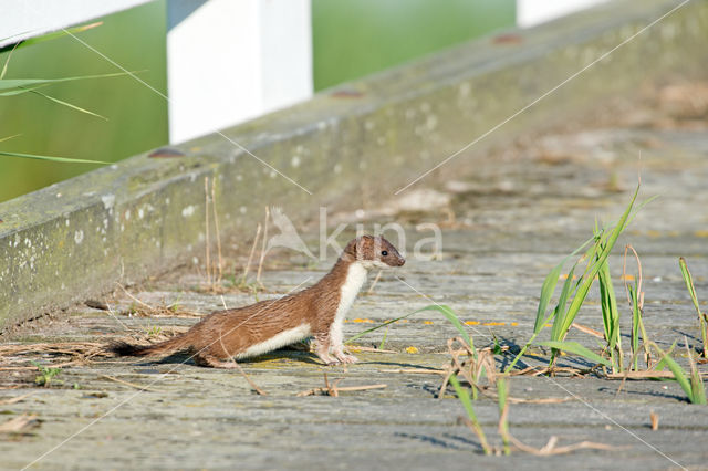 Stoat (Mustela erminea)