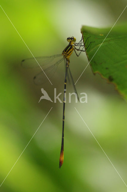 Heteragrion inca