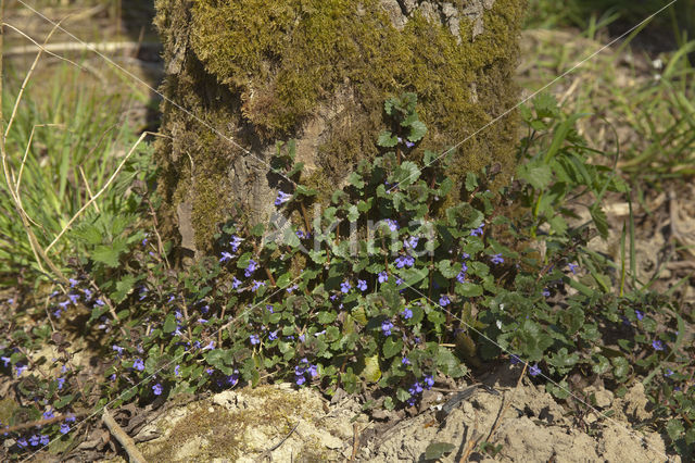 Ground Ivy (Glechoma hederacea)