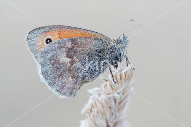 Hooibeestje (Coenonympha pamphilus)