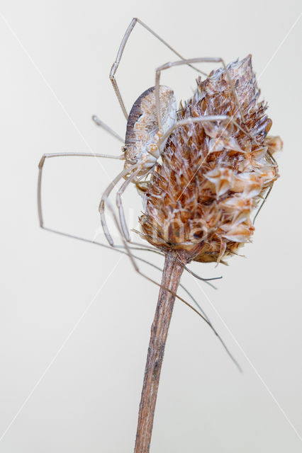 Harvestman (Rilaena triangularis)