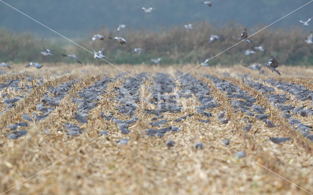 Wood Pigeon