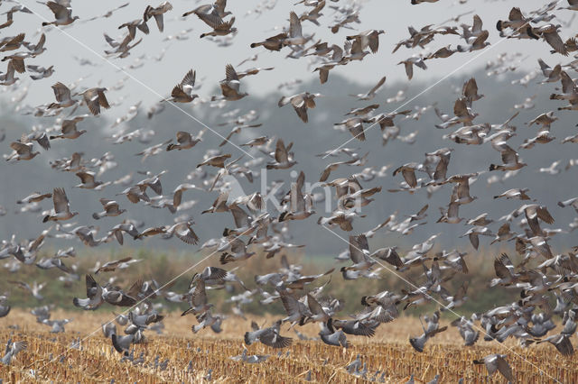 Houtduif (Columba palumbus)